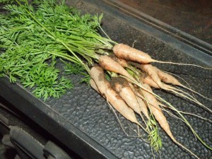 Baby carrots