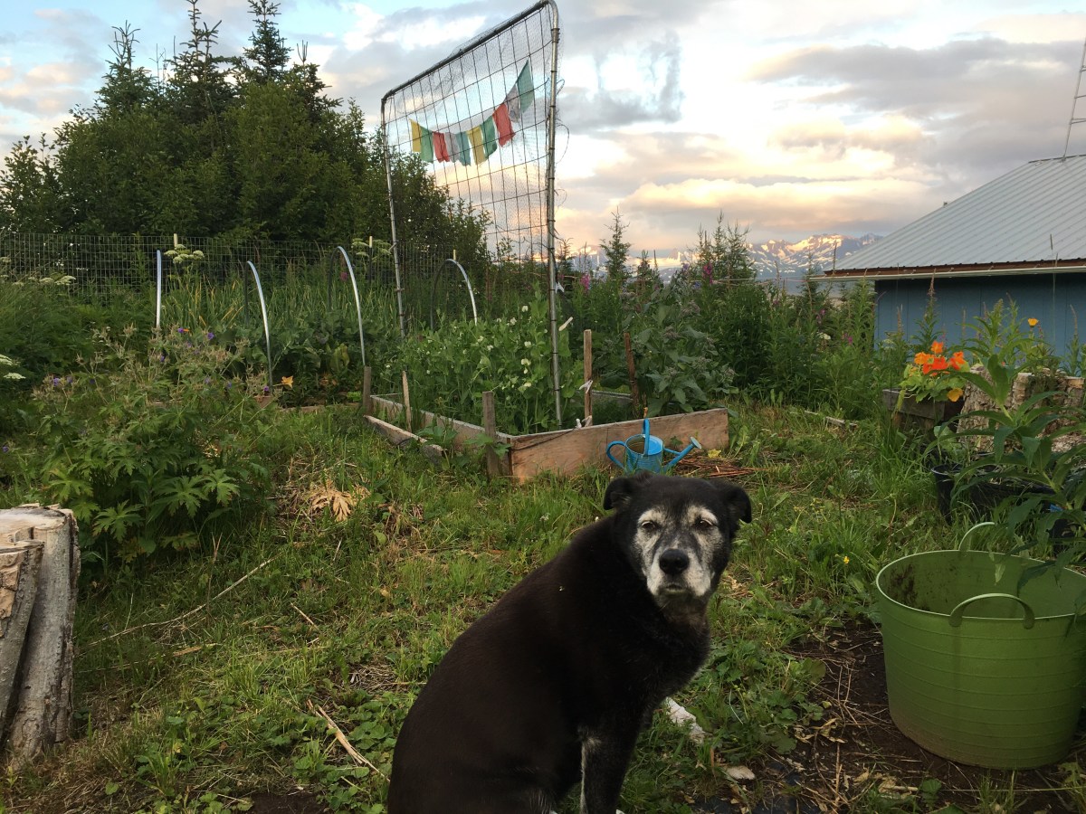 Five-Acre Almanac: Dreaming&nbsp;Green