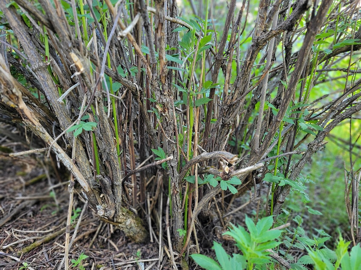 Five-Acre Almanac: Water and&nbsp;Wonder