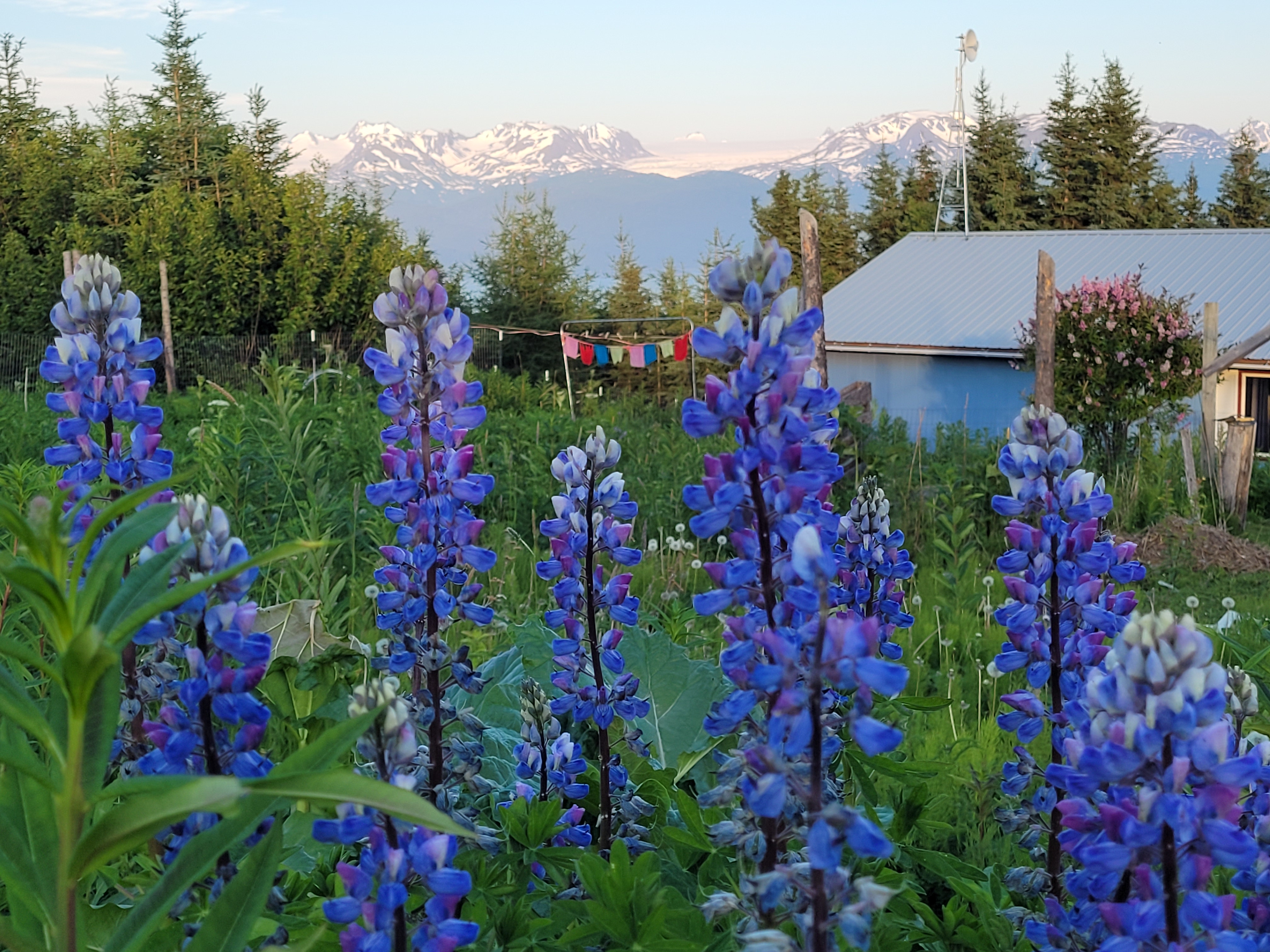 flower essence – Lofty Minded in Alaska